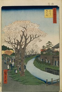 Kirsebærblomster ved bredden av Tama-elven Hundre kjente utsikter over Edo, 1856-1858 av Utagawa Hiroshige
