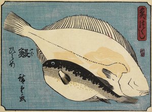 Globefish og flyndre, 1830-1844