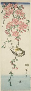 Pommemeis og kirsebærblomstrer av Utagawa Hiroshige
