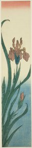 Iris av Utagawa Hiroshige