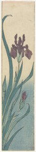 Iris, tidlig på 1800-tallet