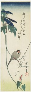 Java Sparrow og Morning Glories, 1834-1839