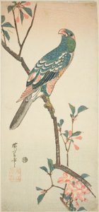Papegøye på en blomstrende gren av Utagawa Hiroshige