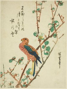 Papegøye på plommetre av Utagawa Hiroshige