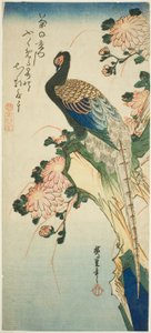Fasan og krysantemum av Utagawa Hiroshige