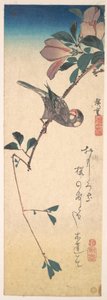 Purpurmagnolie und Hornvogel