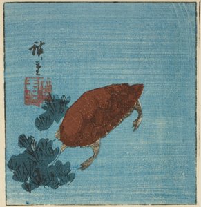 Skilpadde av Utagawa Hiroshige