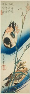 To ender som svømmer blant siv av Utagawa Hiroshige