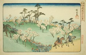 Ser på Cherry Blossoms at Asuka Hill (Asukayama hanami), fra serien "Famous Places in Edo (Koto meisho)" av Utagawa Hiroshige