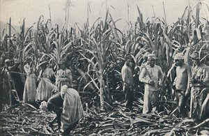 En sukkerrørplantasje, 1916