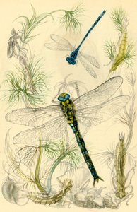 Damselflies, øyenstikkere og vannsnegler, ca 1930-tallet, 1946. av Vere Temple