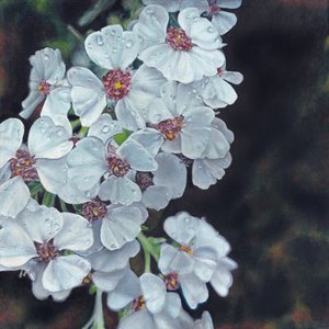  av Viccy Wanliss