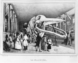Hvalen ved Naturhistorisk museum i Paris, ca. 1840 av Victor Adam