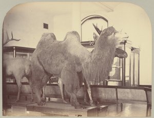 Pl. VIII. Kamel og elg