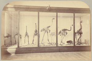 Pl. XV. Fossile fugler: New Zealand av Victor Prevost, Gaston L. Feuardent and Co., New York