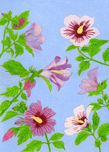 Blomstrende hibiskusblomster