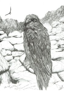 Eagles of the Highlands, 2011 av Vincent Alexander Booth