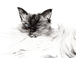 Sleepy eye, 2015, (blekk på papir) av Vincent Alexander Booth