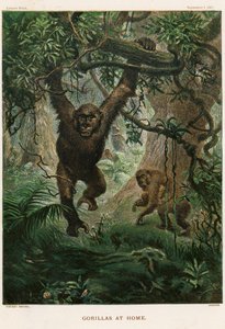 Gorillaer hjemme