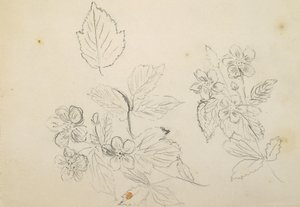 Rekto: Blomsterstudiet, 1869-1871 av Vincent Colyer
