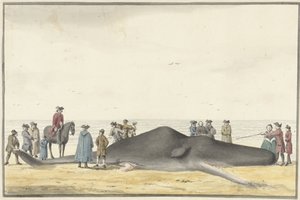 Oppvasket spermhval (cachelot) på stranden mellom Zandvoort og Wijk aan Zee, 20. februar 1762, sett forfra