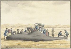 Spermhval skylt opp på stranden mellom Zandvoort og Wijk aan Zee, 20. februar 1762, sett fra baksiden