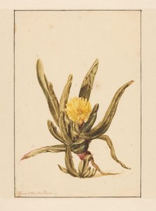Isurt med gule blomster (tittel på objekt)
