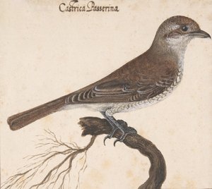 Castrica Passerina,. av Vincenzo Leonardi
