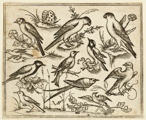 Elleve fugler som sitter på flekker med blomstrende løvverk og små grener..., 1557. av Virgil Solis