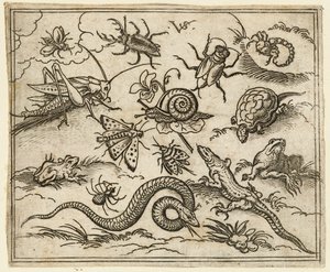 Gruppe av insekter og krypdyr på slett mark med steiner, inkludert en iguana, en øgle..., 1557.