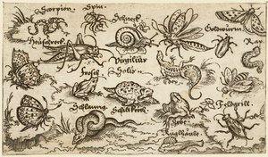 Insekter, krypdyr, snegler og fisk på minimal grunn med vann i forgrunnen..., 1572.