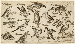 Tolv typer fugler, inkludert en ugle og pelikan, individuelt merket og plassert..., 1572.