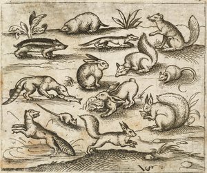 Gruppe av små skogsdyr som spiser og løper rundt et tjern, inkludert en mus, kanin, ekorn, vaskebjørn, trebukker, ilder, mår og grevling, fra Douce Ornament Prints Album I av Virgilius the elder (after) Solis
