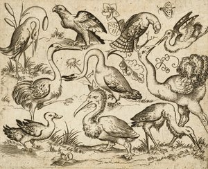 Struts på venstre side med ni andre fugler, inkludert en hegre og en pelikan, avbildet på minimal grunn med blader rundt noen av fuglene, fra Douce Ornament Prints Album I, etter 1557 (gravering og etsing på lagt papir) av Virgilius the elder (after) Solis