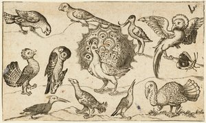 Påfugl i sentrum omgitt av ni andre fugler, inkludert en kalkun, og en sommerfugl på en minimal bakke med en liten gressflekk, fra Douce Ornament Prints Album I av Virgilius the elder (after) Solis