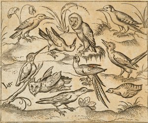 Ti fugler som sitter på grener og gressflekker, inkludert to ugler og en fugl med lange halefjær som kvitrer med hodet bak i midten, fra Douce Ornament Prints Album I av Virgilius the elder (after) Solis