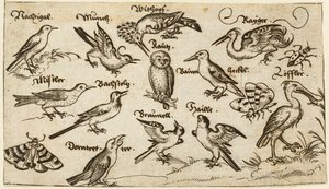 Tolv typer fugler, inkludert en ugle og pelikan, individuelt merket og plassert på en minimal bakke omgitt av en møll, sommerfugl og marihøne, fra Douce Ornament Prints Album I av Virgilius the elder (after) Solis