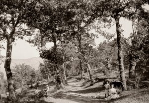 Gå gjennom skogen (s/hvitt bilde) av Vittorio Alinari