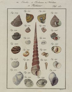 Sjøskjell: Trochi, Turbiner, Neritae Helices, fra Neues Systematisches Conchylien-Cabinet, 1784 (håndfarget etsing og gravering) av Vogel