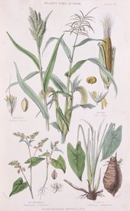 Hirse, mais, bokhvete og Taro, illustrasjon fra A History of the Vegetable Kingdom av William Rhind 1797-1874, 1872 fargegravering av W.H. Fitch