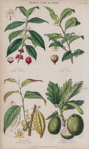Kaffe; Te; Sjokolade; Brødfrukt (farget gravering)
