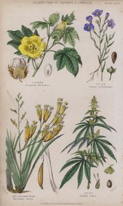 Bomull; lin; New Zealand lin; Hamp (farget gravering)
