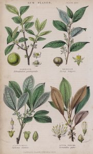 Gamboge; Benzoin; Caoutchouc; Gutta Percha (farget gravering)