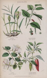 ingefær; Svart pepper; Kapers; Cayenne Pepper (farget gravering)