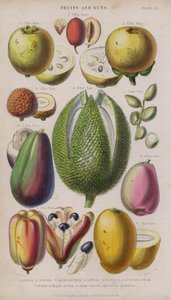 Guava; Jujube; Mangostan; Litchi; Pistacia; Avokado pære; Durio; malaysisk eple; Akee frukt og nøtter; Mango (farget gravering)