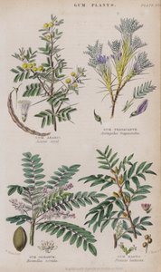 gummi arabisk; Gum Tragacanth; Gum Olibanum; Gum Mastic (farget gravering)