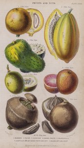 Mammee; Papaw; Sur Sop; Negro Peach; Granadilla; Zabucajo (lokket hevet) Frukt og nøtter; Paranøtter og frukt (farget gravering)