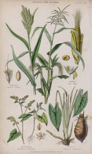 Hirse; Mais; Bokhvete; Taro (farget gravering)