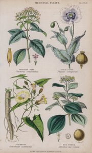 peruansk bark; Opiumsvalmue; Scammony; Nux Vomica (farget gravering)