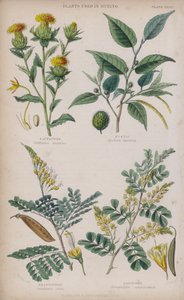 Safflower; Fustic; Brasilwood; Logwood (farget gravering)